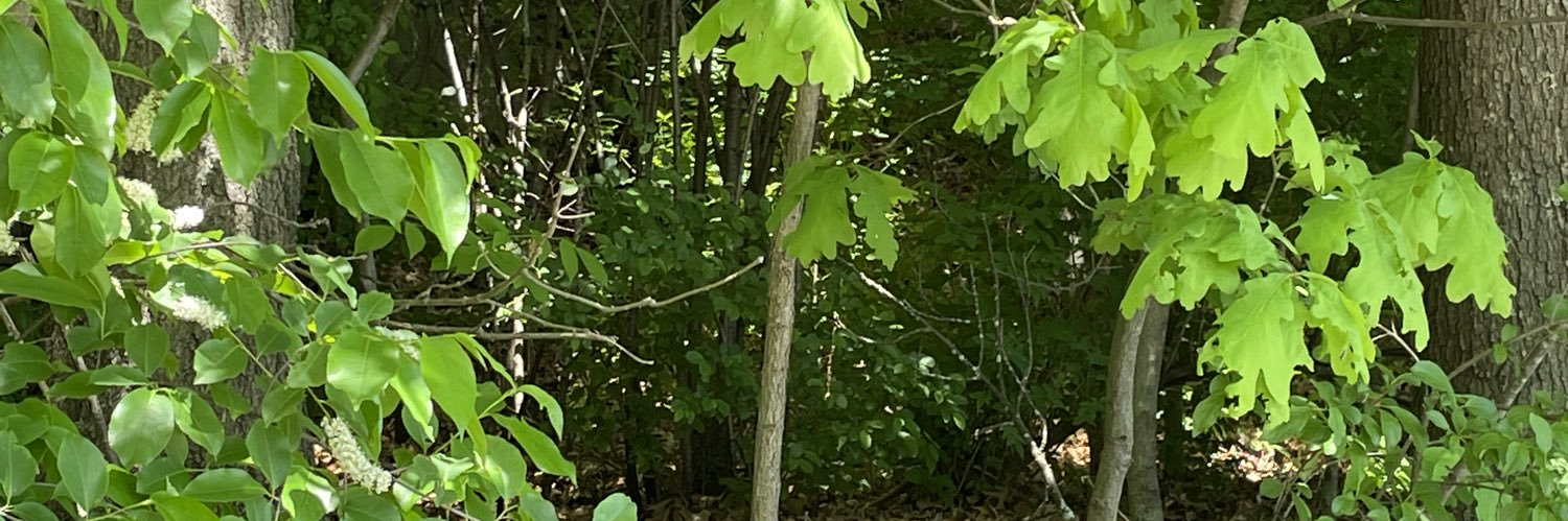 Jason is writing about the woods 🌲 banner