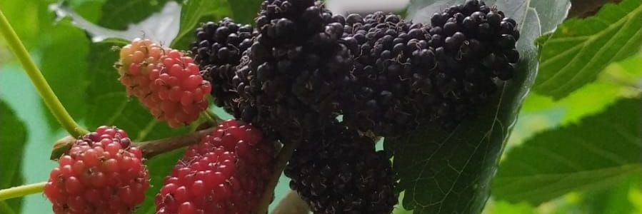 André Qualquer banner