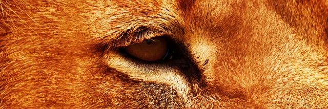 Diegoobag's profile banner image