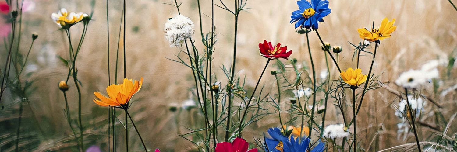 pimawook's profile banner image