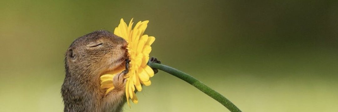 RafsAlex 🇧🇷 banner