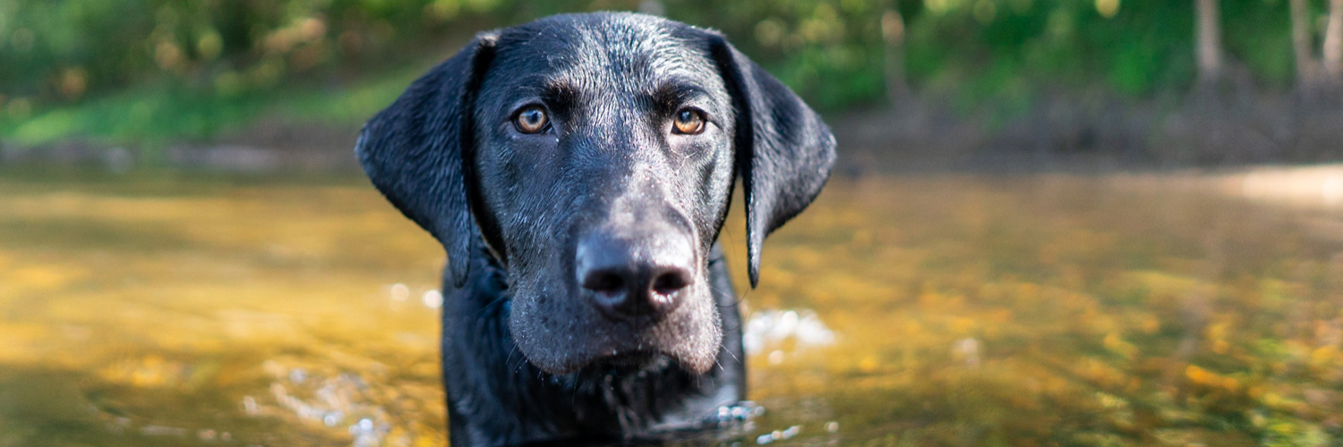 DebianDog's profile banner image