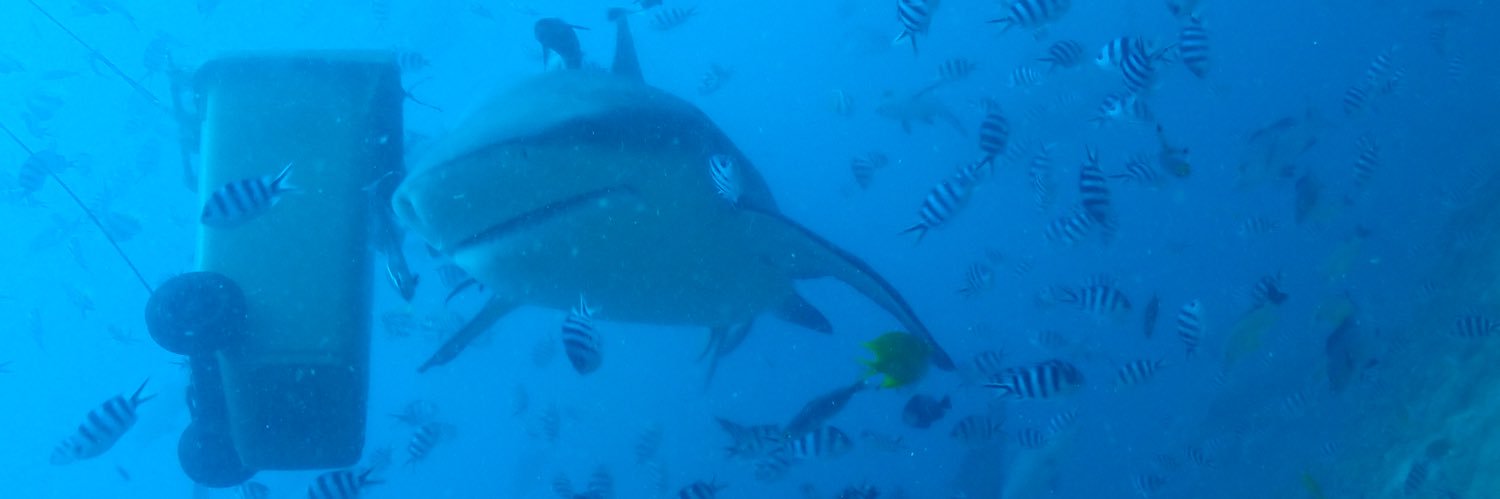 y 🐠scuba diver🐠 banner