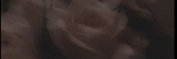 Aspen Rhodes | Toronto ON banner