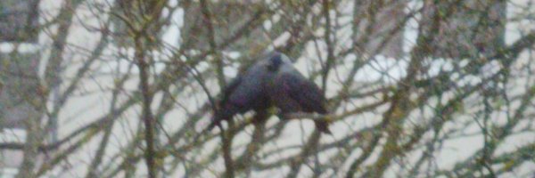 lutlone Profile Banner