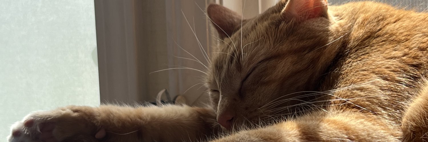 localcatlady1's profile banner image