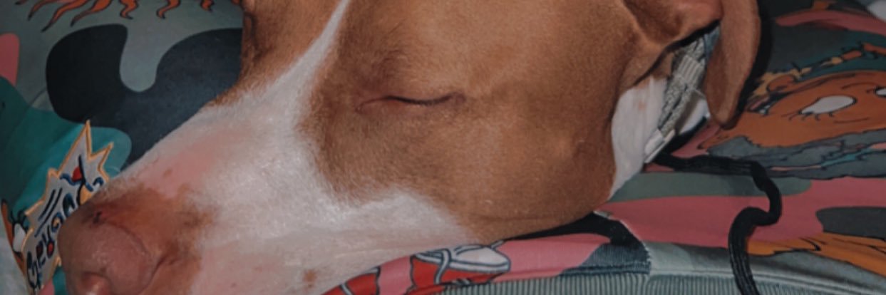 _katievitale's profile banner image