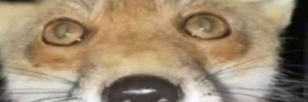 ThycoopII Profile Banner