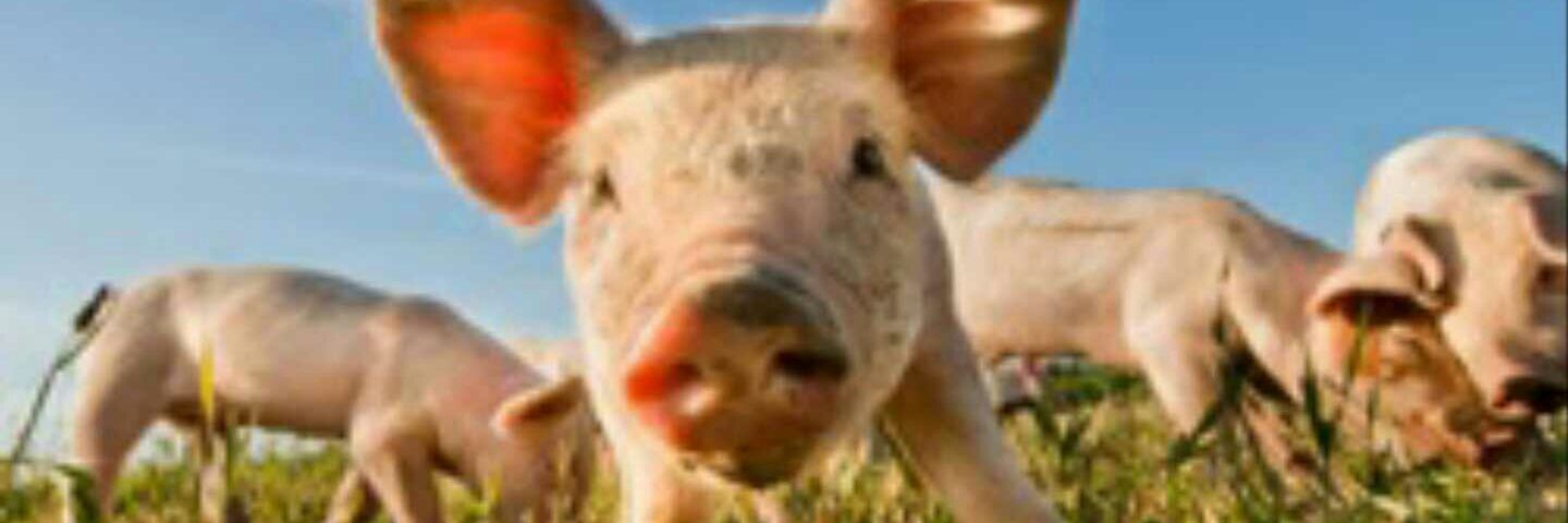 Veganerization's profile banner image