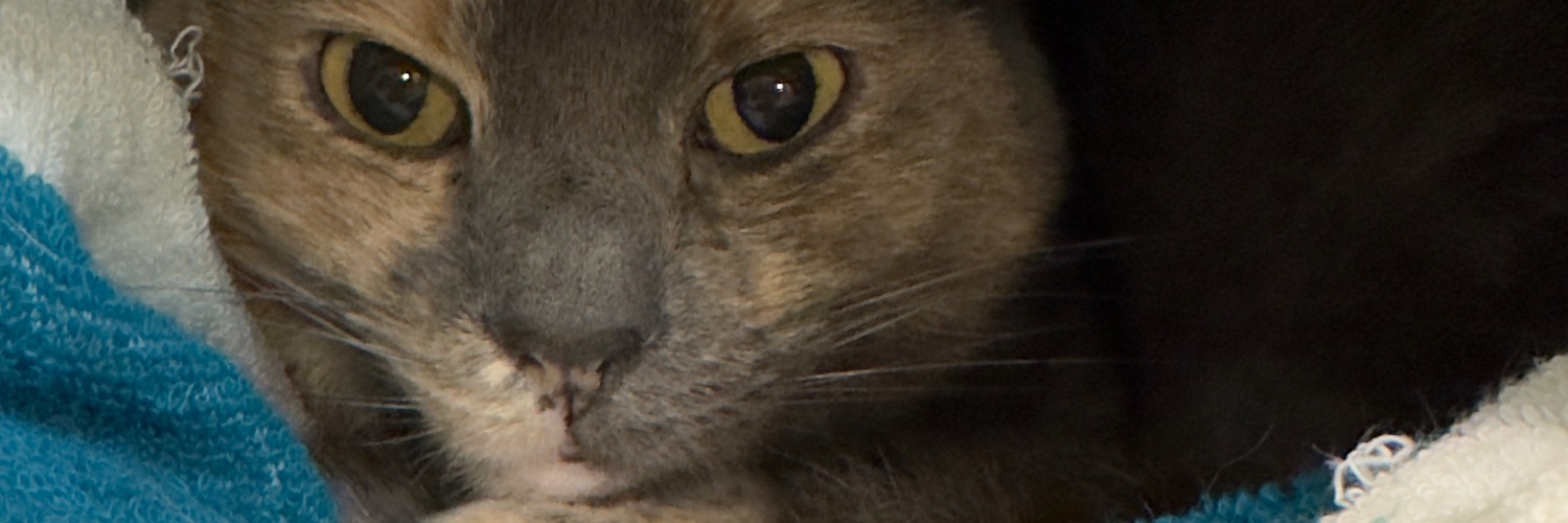dachilders's profile banner image