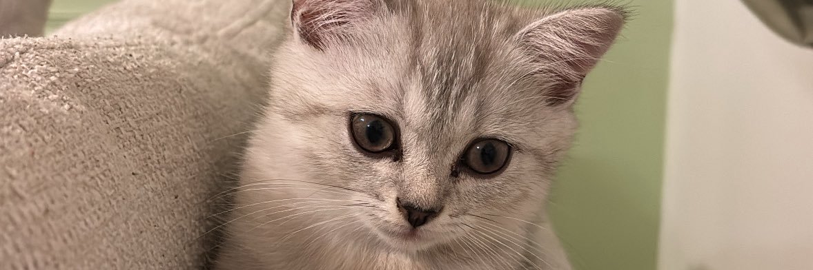 Caksinvl's profile banner image