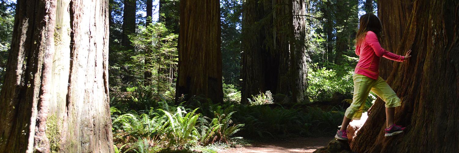 Jennifer Perrella banner