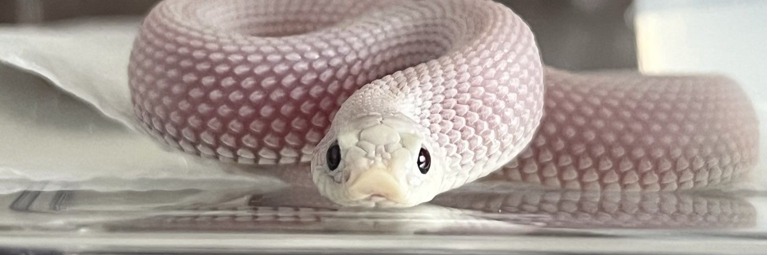 シシ•バナ banner