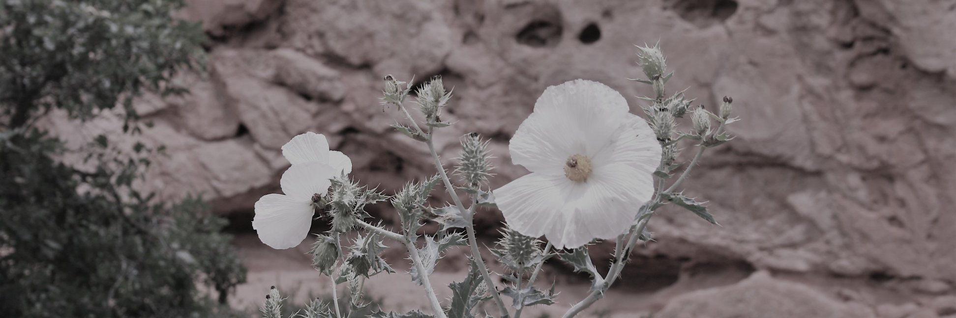 Rugged Individualist banner