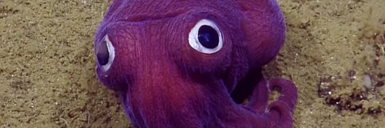 La Flama Blanca banner