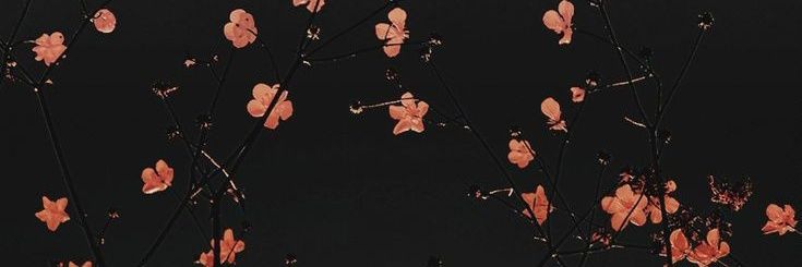 N✨ banner