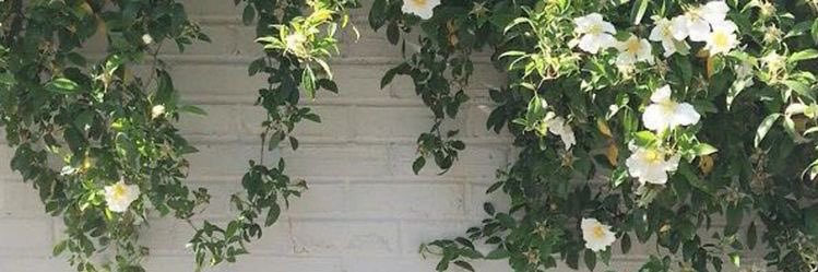 brenpasse's profile banner image