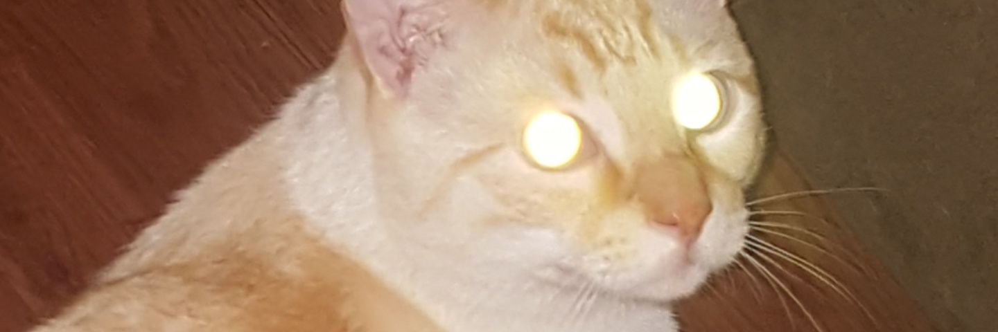 loftyforehead's profile banner image