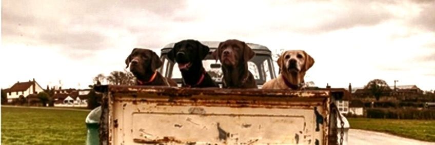 K9Handler_Wa's profile banner image