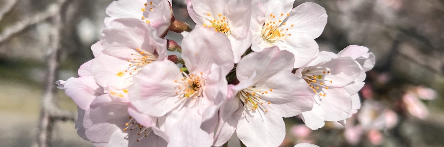 ❀Nёo❀ 【SMASH RISE】 banner