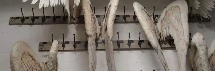 skai 🪽 ⊹₊⟡⋆ banner