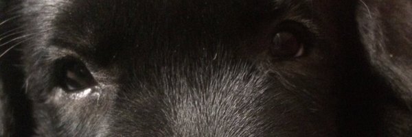 Wolffhaus Profile Banner