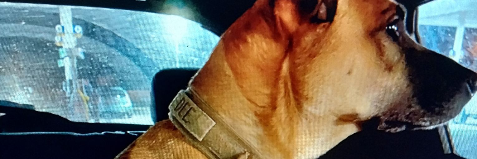 amphibdoc's profile banner image
