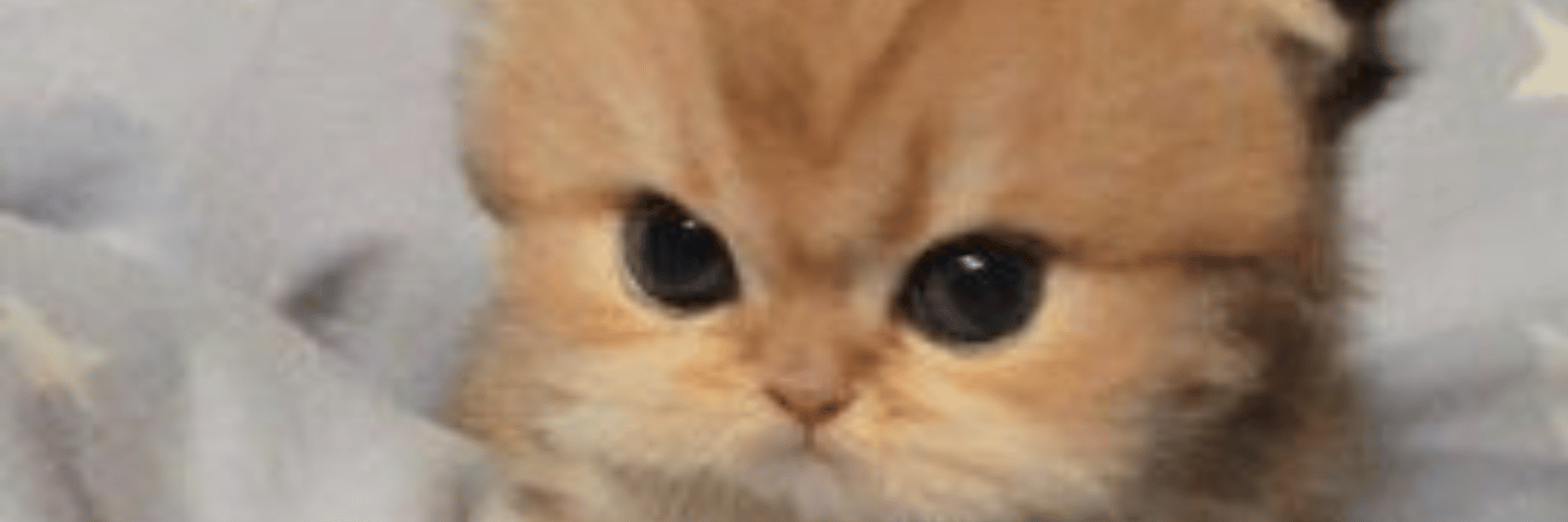 TillyCoinSolana's profile banner image