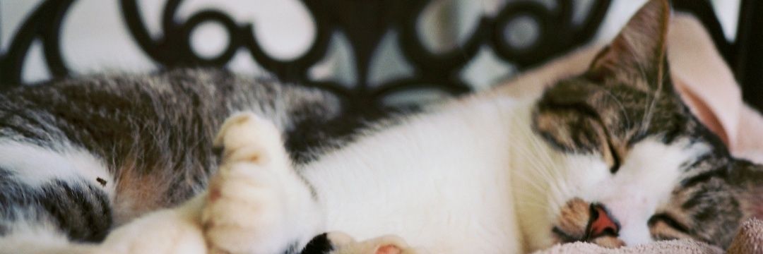 samistheman's profile banner image
