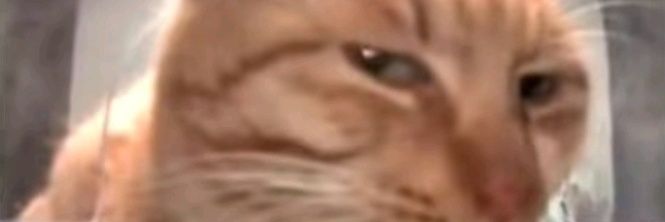 BamLazy's banner