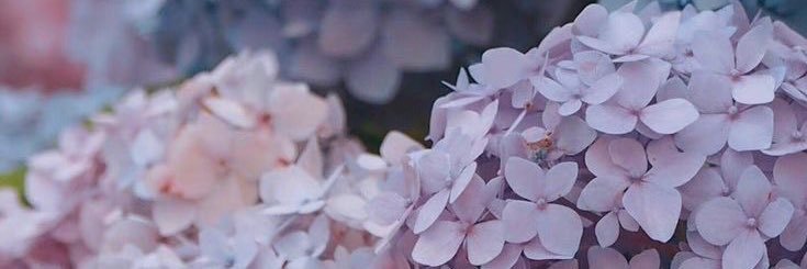 𝓒𝓱𝓲𝓸́𝓷 ( SS2 || Final crisis ) banner