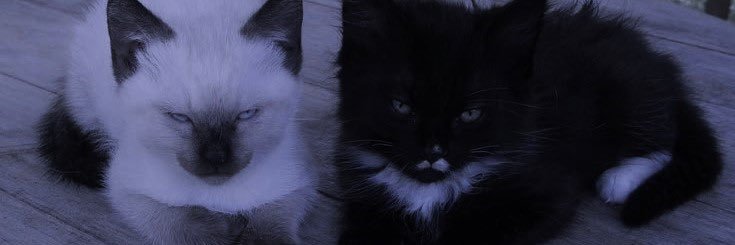 ざく@惨め banner
