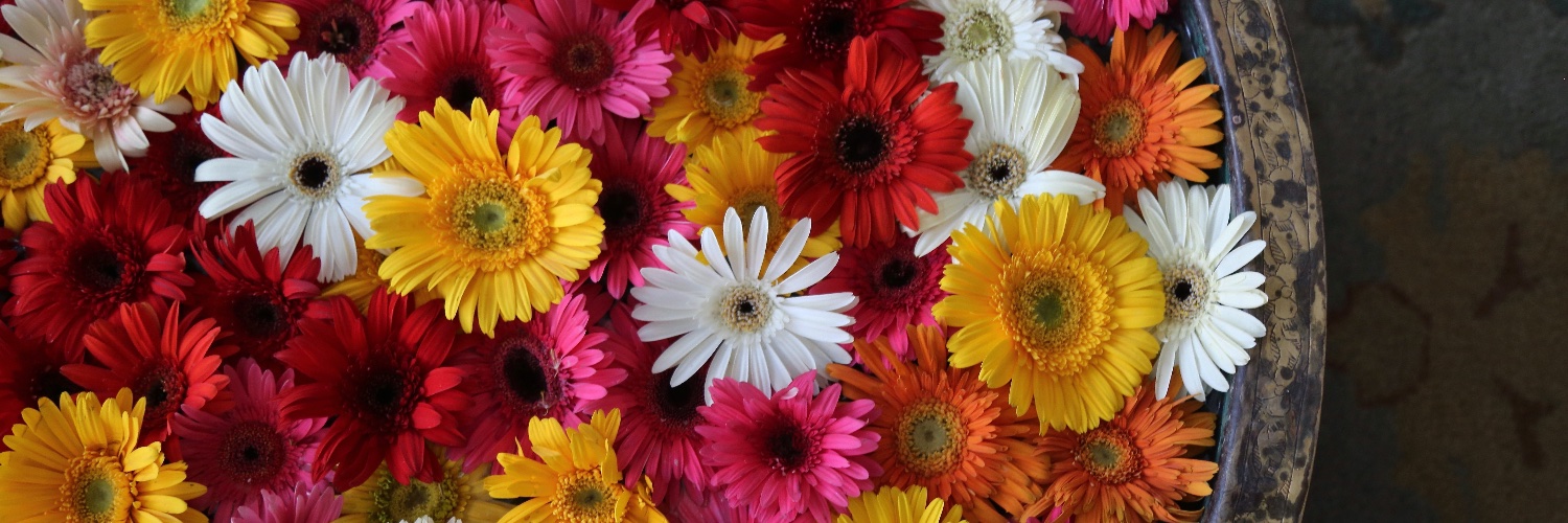 Carol Ketelson banner