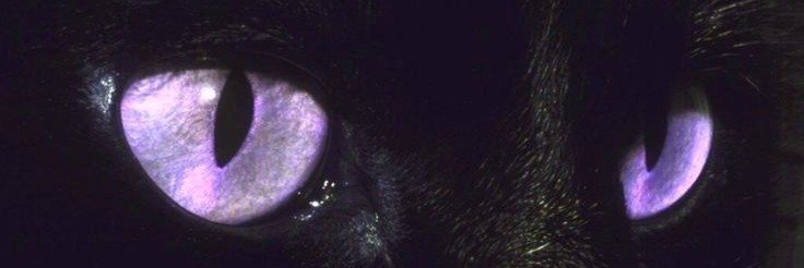 Wtfwsa's profile banner image