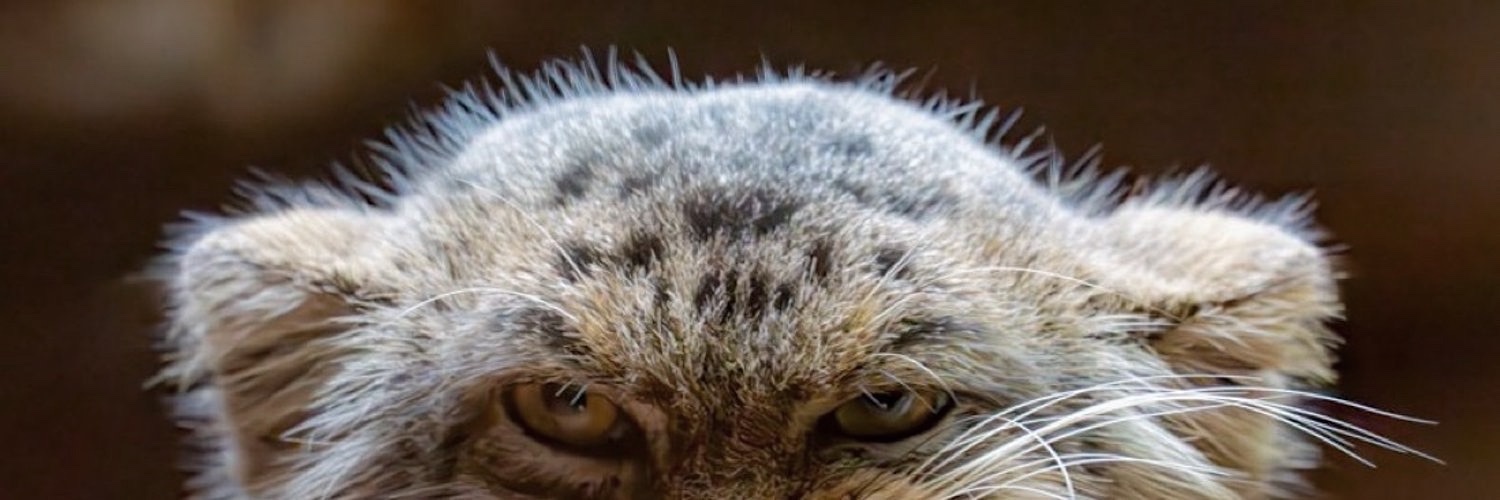 CAT-scan's banner