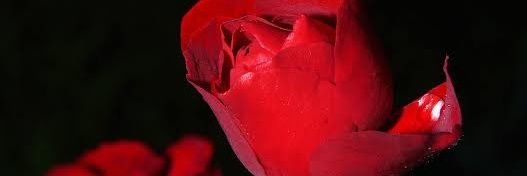 MariaMary6481's profile banner image