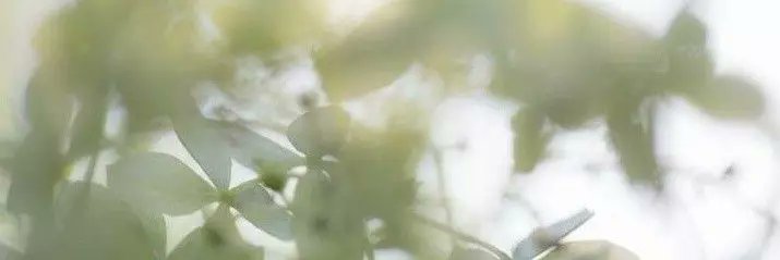 dari banner
