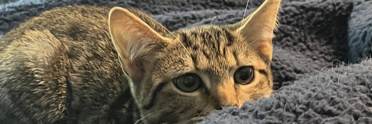 Taylorevaaa's profile banner image