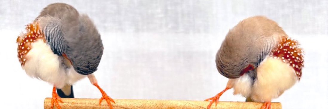 kyru banner