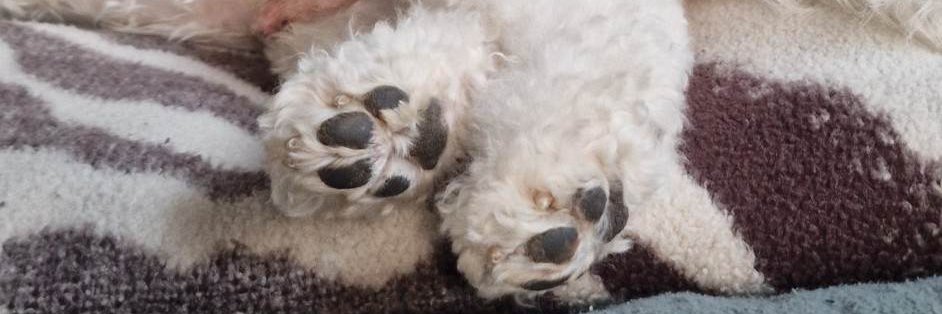 Teddy Thebichon banner