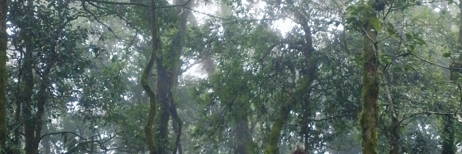 picpic banner
