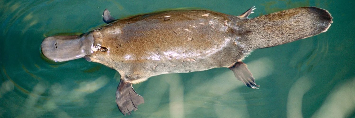 🌟Starbound Rider / RamblingsOfADork ✨💫 banner