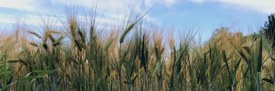 Irina Kontsevaya banner