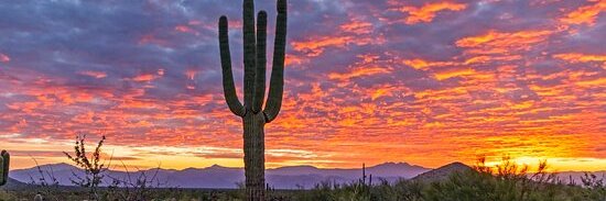 TheRealSneakers359 banner