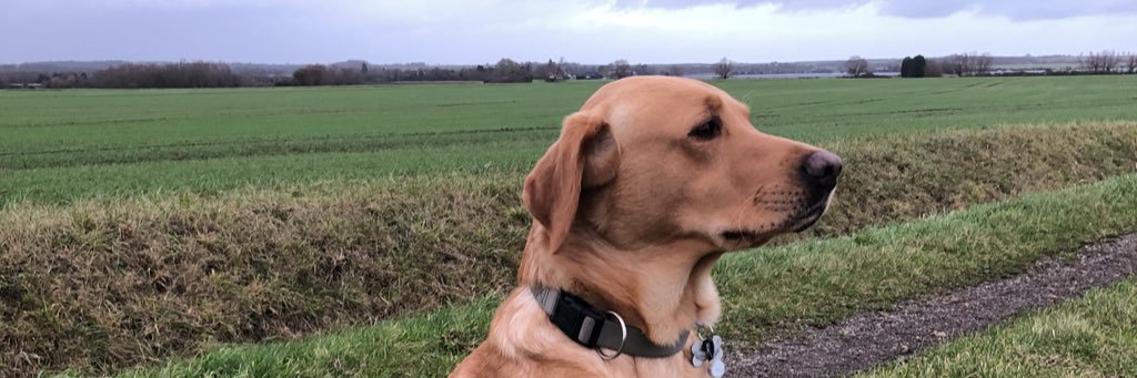 cuprastu's profile banner image