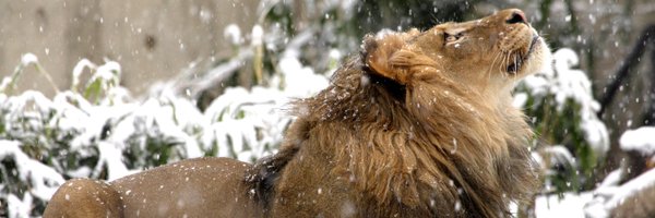 blackfog Profile Banner