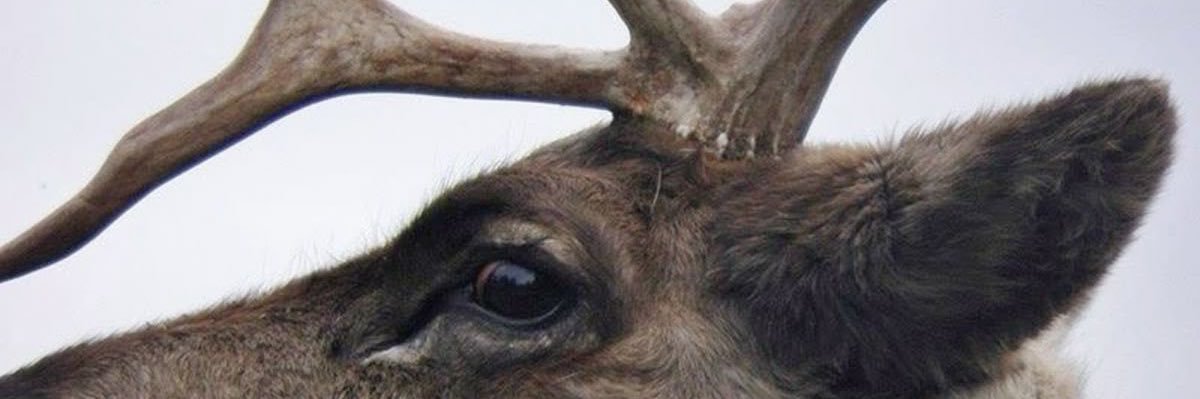 🦌 jules banner