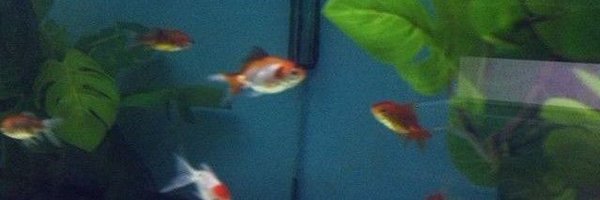 fish_prince1020 Profile Banner