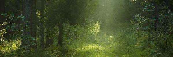 faelings_'s profile banner image