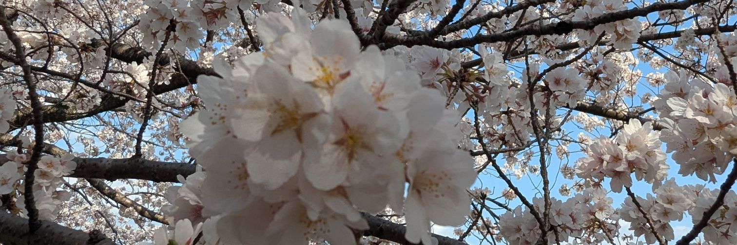 数弱英弱 banner
